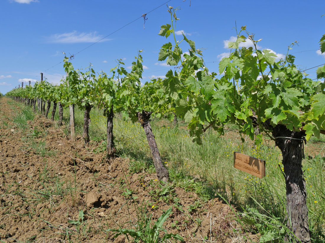 Виноградник на урожай